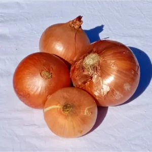 Cebolla Blanca