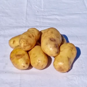 Papa Blanca