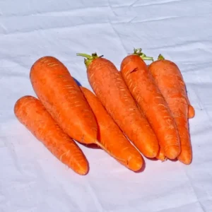 Zanahoria